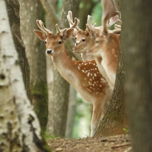 Groupes de dains - Le parc sauvage